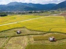 风吹稻浪夏收忙 ｜视界