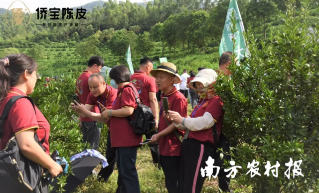 与会嘉宾走进新会柑种植基地。