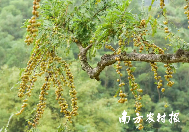 陸河油柑,。資料圖片