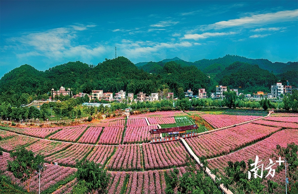 红山村四季皆有美景，早已声名远播。花都区农业农村局供图