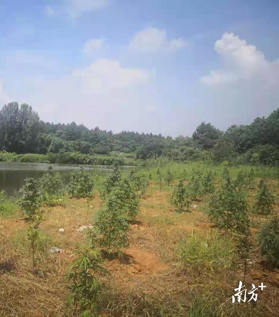 男子将大麻移植在山里。