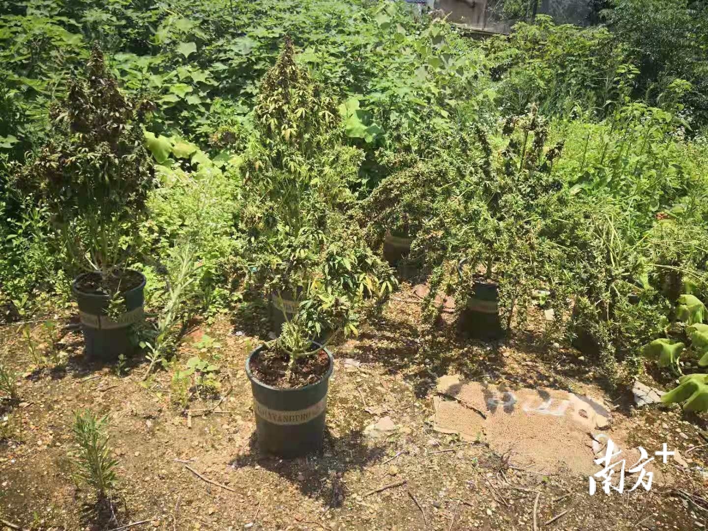 男子培育的大麻。