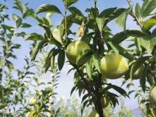 韶关仁化平甫柰李吃出了小康“味道”|小家看小康