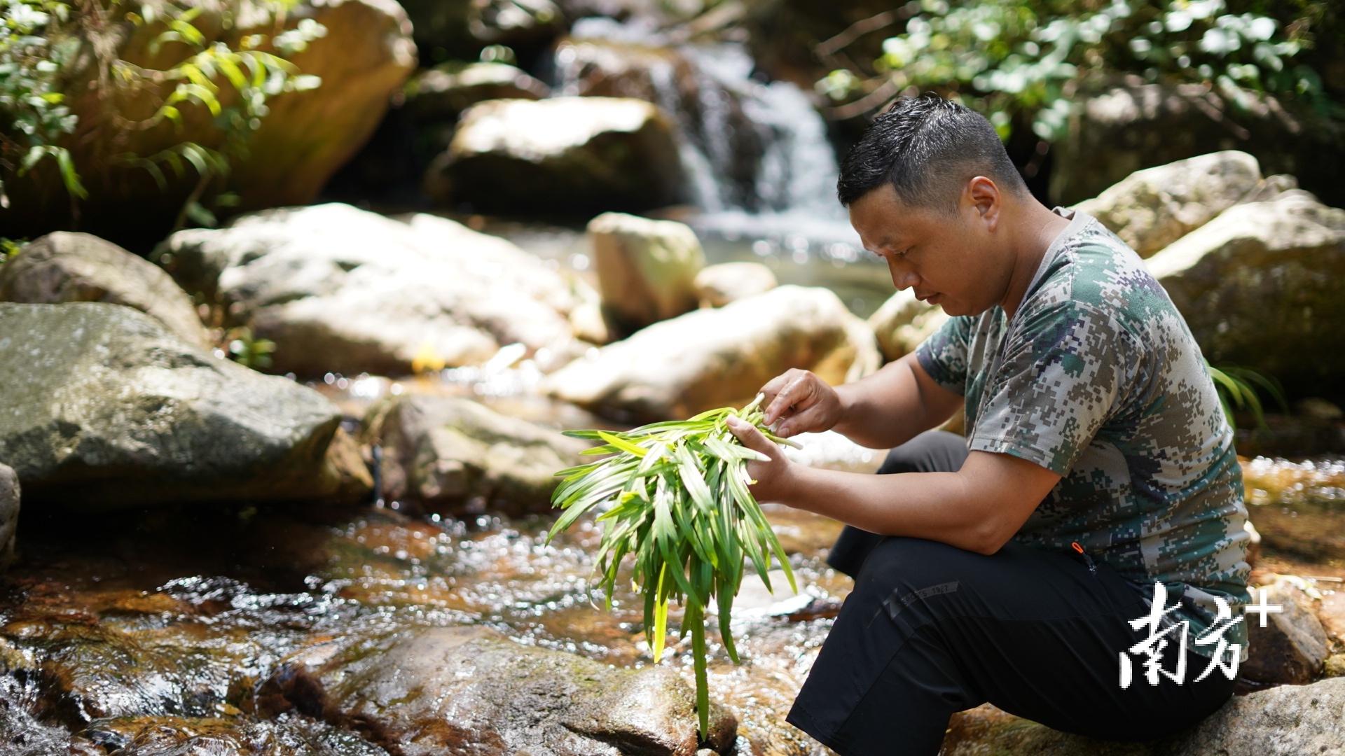 农户在小溪边认真清洗刚采摘下来的新鲜石韭。邓赵辉 摄 农户在小溪边认真清洗刚采摘下来的新鲜石韭。邓赵辉 摄