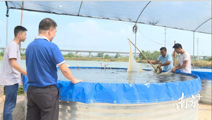 大沙镇岗美村马国斌合作社高位池养殖 大沙镇岗美村马国斌合作社高位池养殖