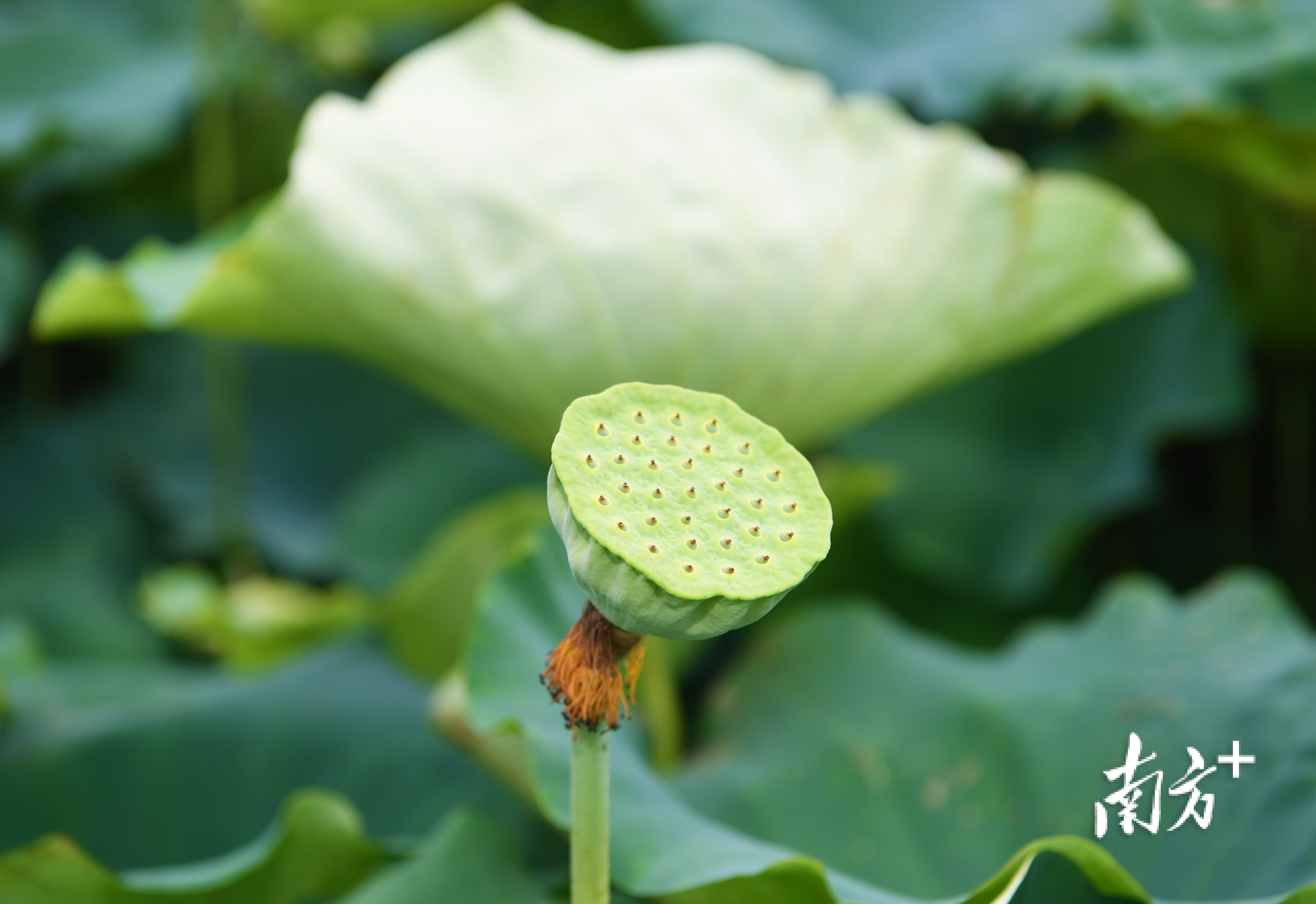 桂水村莲蓬立枝头.杨兴乐摄