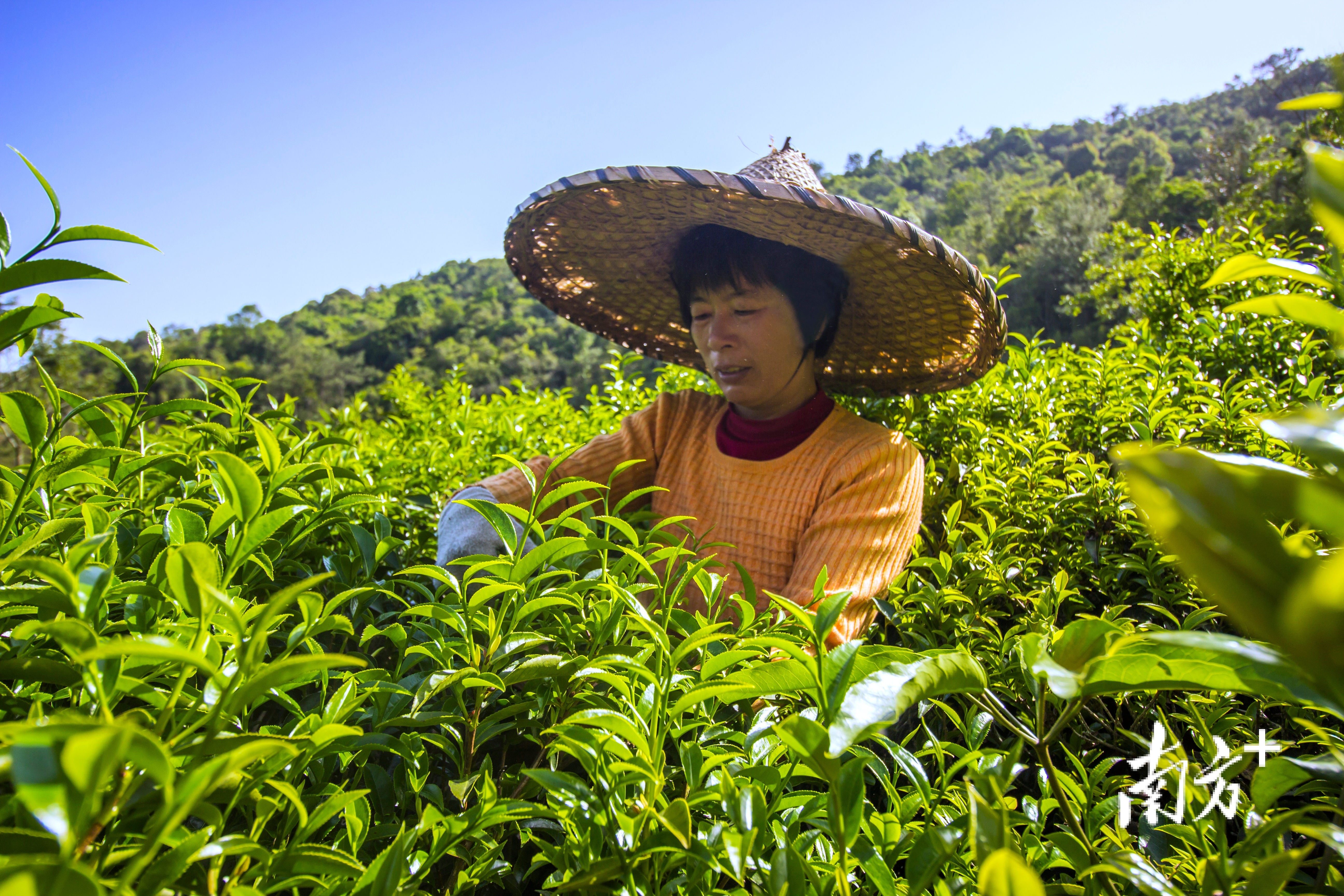 凤凰单丛茶省级现代农业产业园出品优质。陈鑫 摄