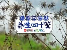 养生四十笺 | 粘到没朋友的“鬼针草”，你知道多少？
