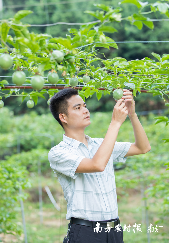 赵钮弟积极推动当地百香果产业发展。