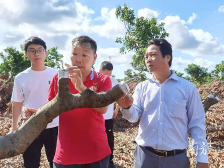 广东荔枝，实现产销两旺