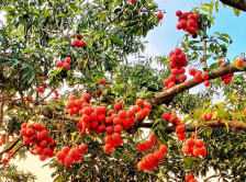 广东再次迎来荔枝丰产大年，全省着手部署荔枝营销工作计划