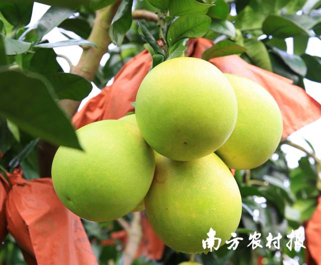 8月下旬，广东柚子将成熟上市。