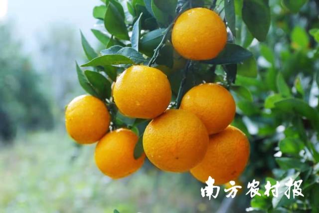 广东柑橘。