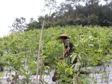 退役军人莫水永：发挥专长种南药 带领村民奔小康|小家看小康