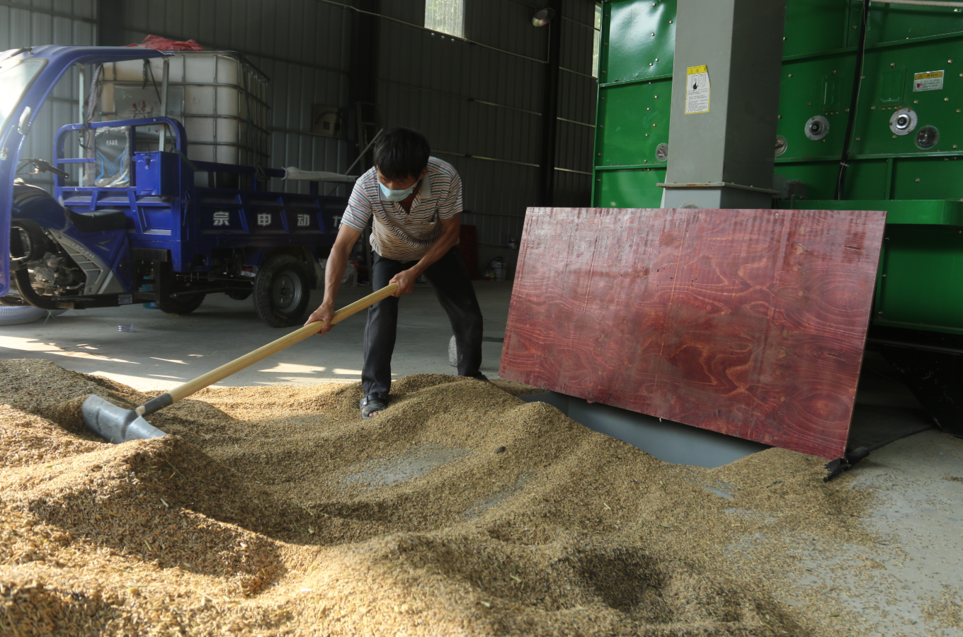 工作人员将收割完的稻穗放入烘干机。黄敏璇 摄 工作人员将收割完的稻穗放入烘干机。黄敏璇 摄