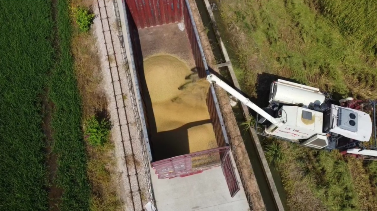 在潮安区江东镇下湖村,收割机将稻穗倒入货车,运往加工厂烘干。受访者供图 在潮安区江东镇下湖村,收割机将稻穗倒入货车,运往加工厂烘干。受访者供图