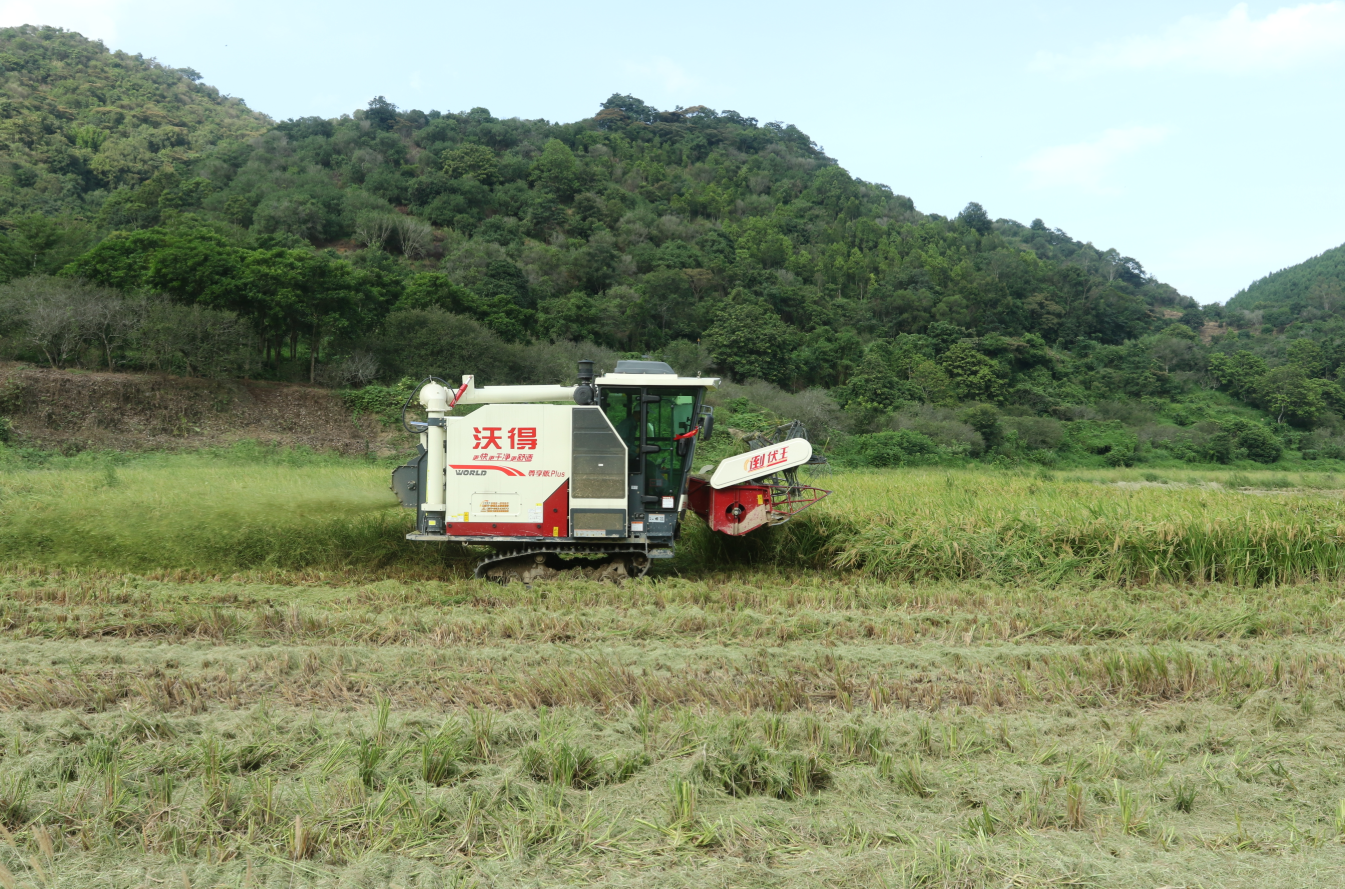 收割机在饶平县新圩镇下村稻田中穿梭作业。黄敏璇 摄 收割机在饶平县新圩镇下村稻田中穿梭作业。黄敏璇 摄