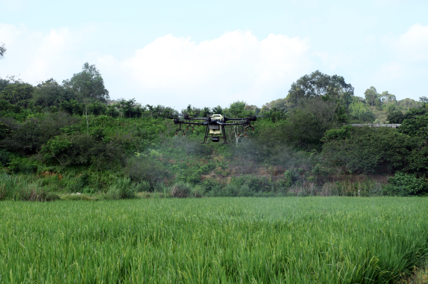 霞美果蔬种植专业合作社工作人员使用农用无人机施肥。黄敏璇 摄 霞美果蔬种植专业合作社工作人员使用农用无人机施肥。黄敏璇 摄