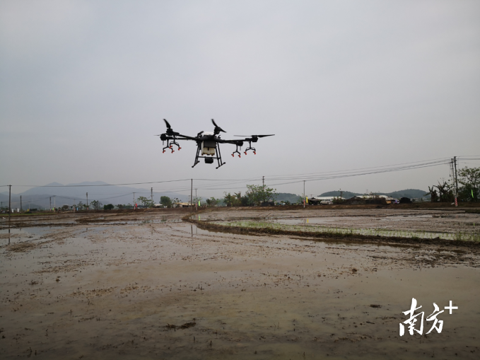 无人机在“巡查”高明的农田。盛正挺摄