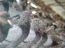 梅州兴宁市兴宁鸽特优区入选2021年省特色农产品优势区