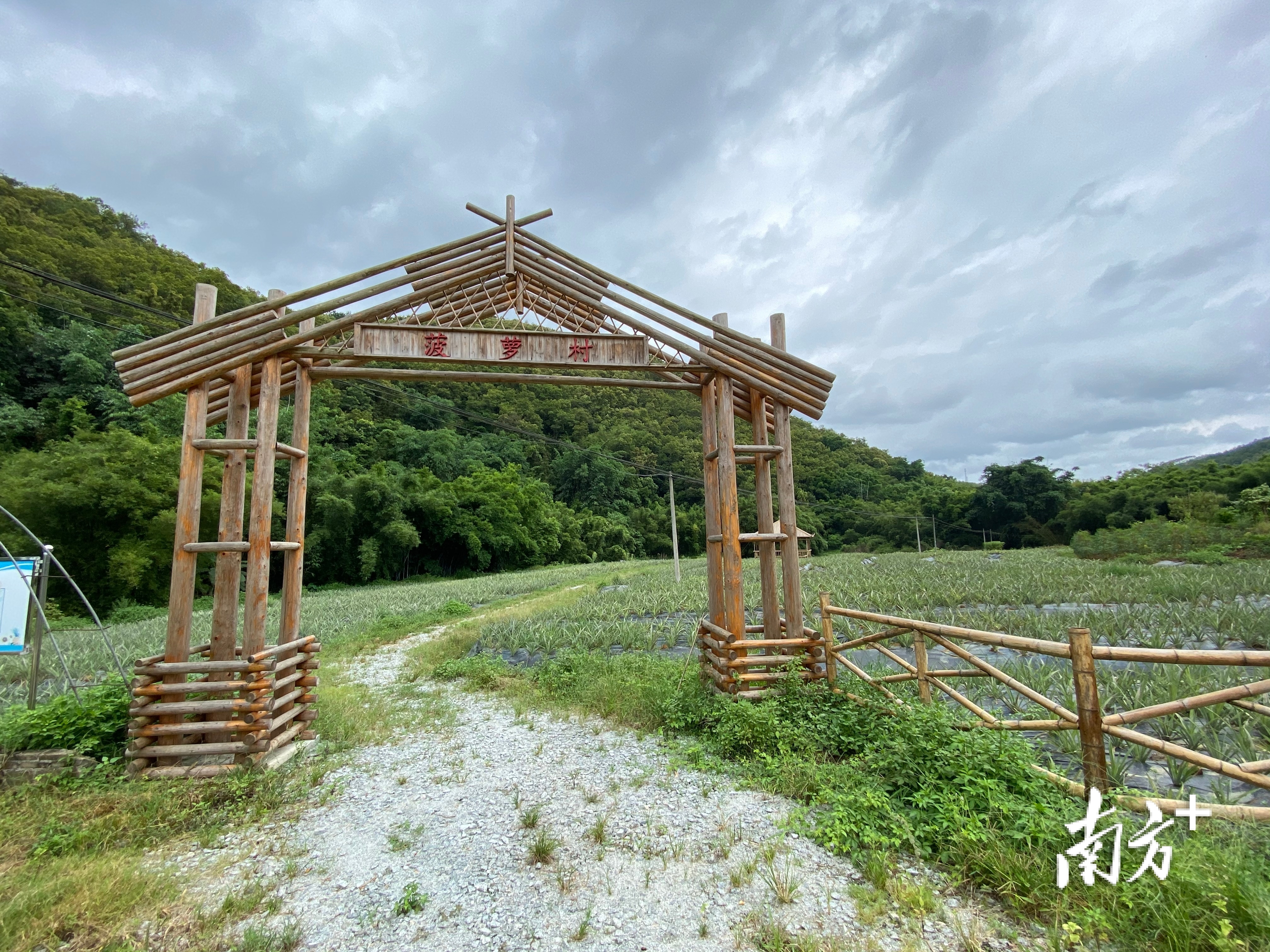 封开县江川镇裕丰村成熟的“黄金果”成了当地亮丽的风景，村子内果香馥郁，“菠萝村”因此得名。施亮 摄