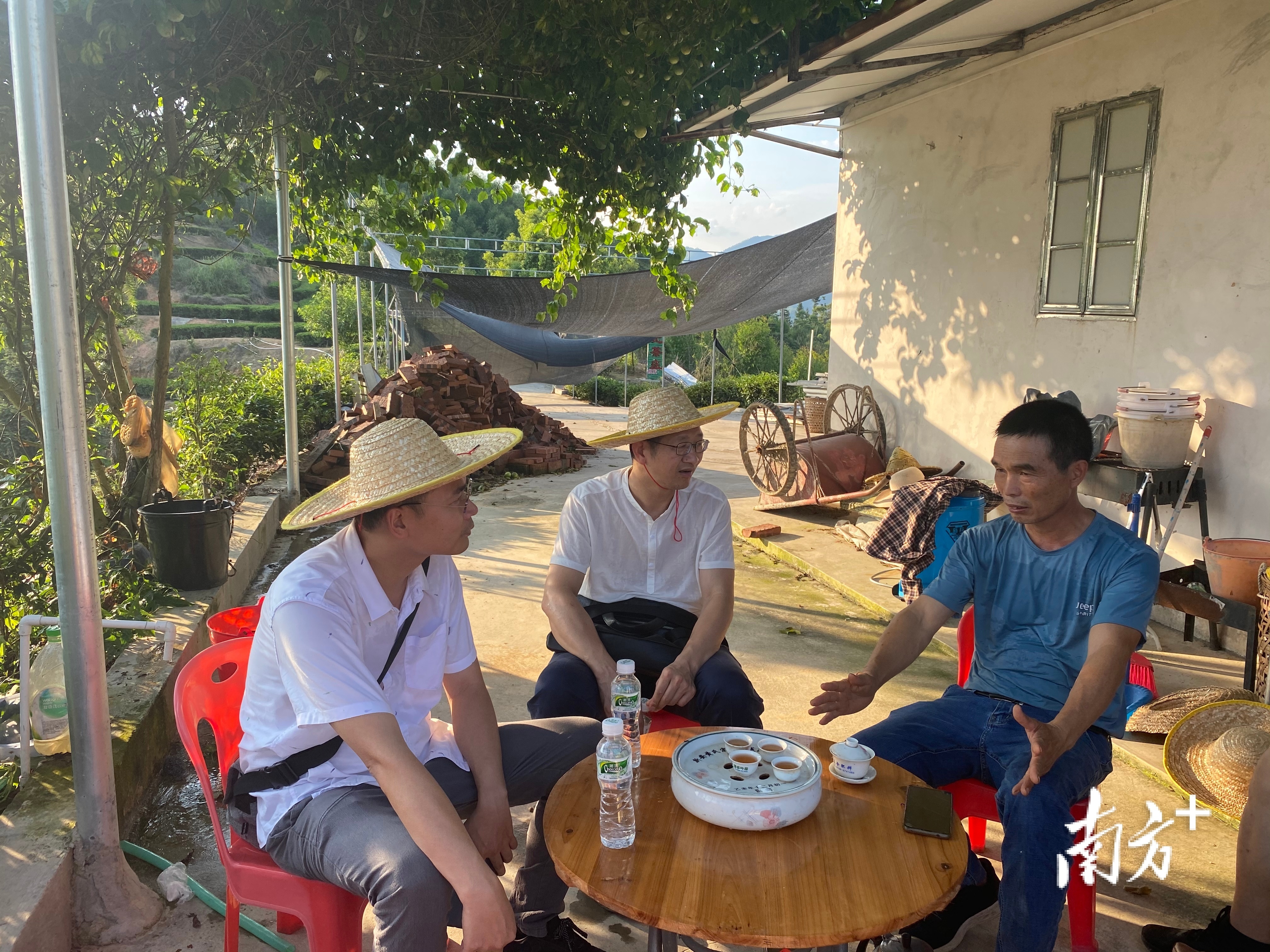 同属凤凰山，文祠镇的如意溪村也盛产茶叶。 苏仕日摄