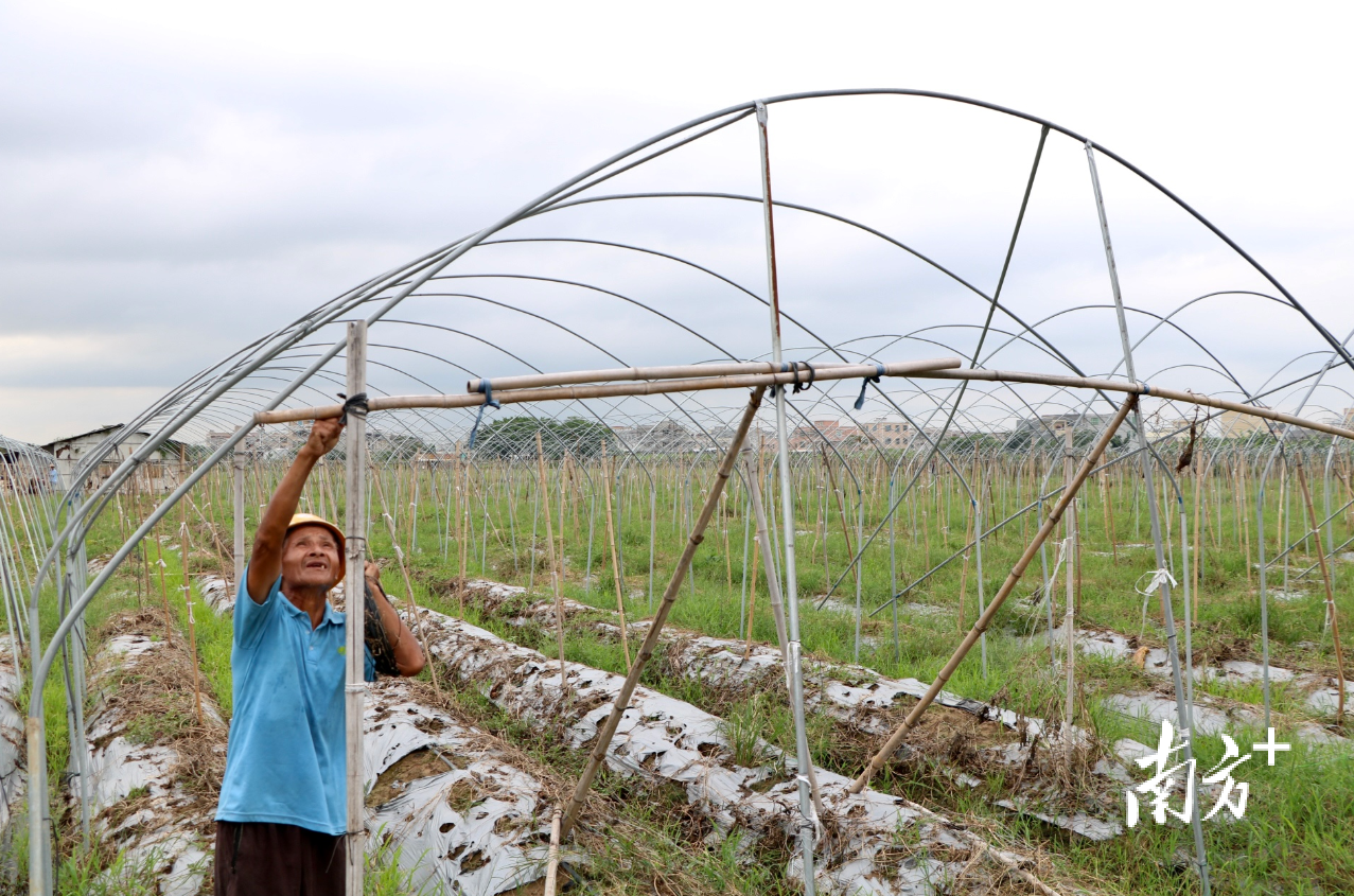 东凤镇东凤四村的大棚蔬菜种植基地里，工人正在抓紧拆除棚架，准备改良土壤。许钰敏 摄