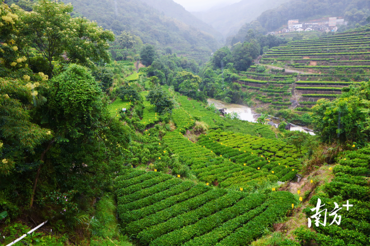 凤凰单丛茶省级现代农业产业园内的标准化“智慧茶园”。许钰敏 摄 凤凰单丛茶省级现代农业产业园内的标准化“智慧茶园”。许钰敏 摄