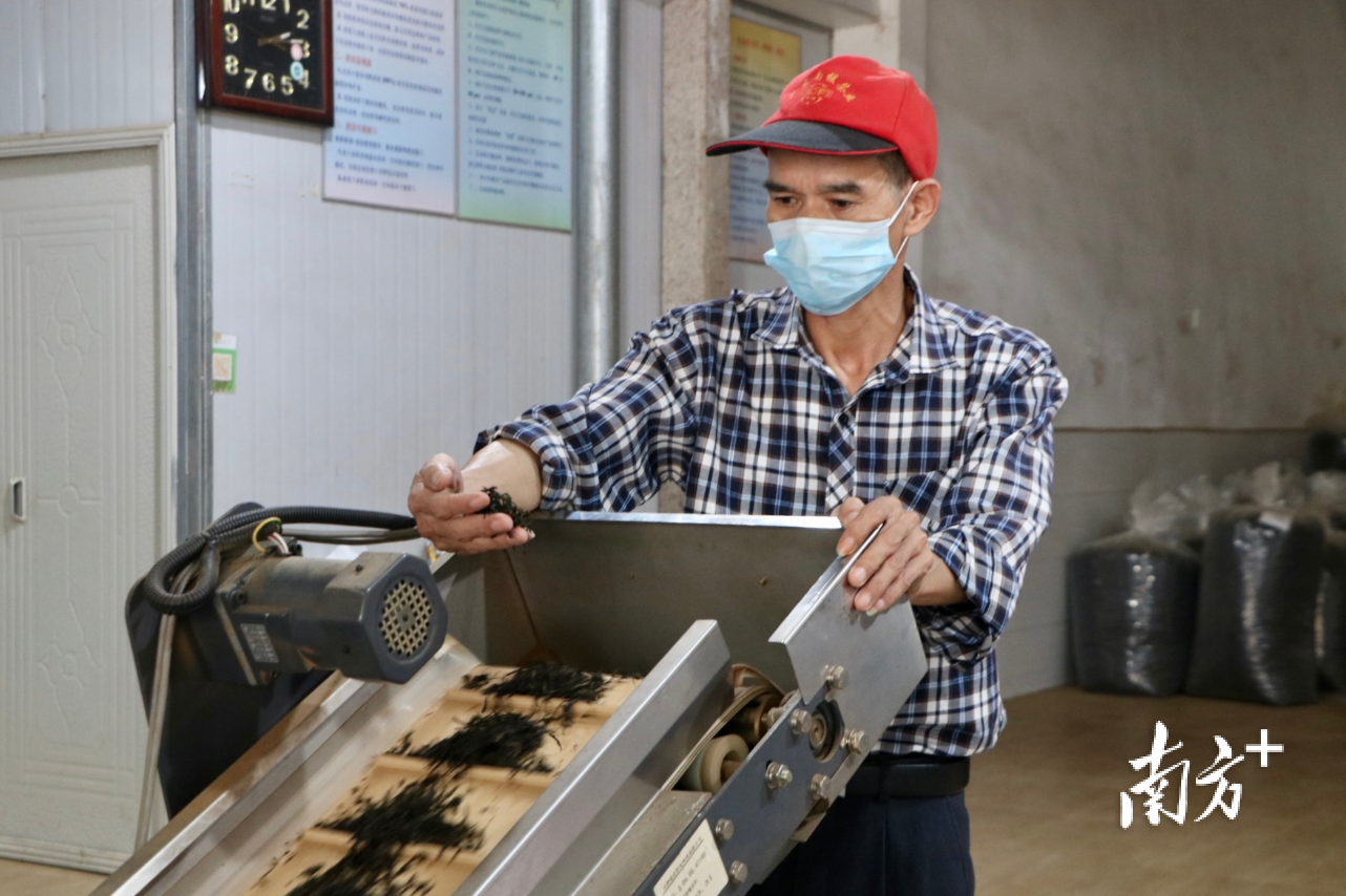 全自动茶叶色选机实现智能分选茶叶。许钰敏 摄