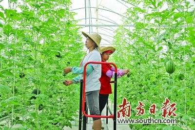 清远英德连樟村现代农业科技示范园里，村民在查看瓜苗长势。吴明 摄