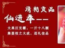 增城仙进奉荔枝品牌宣传专题