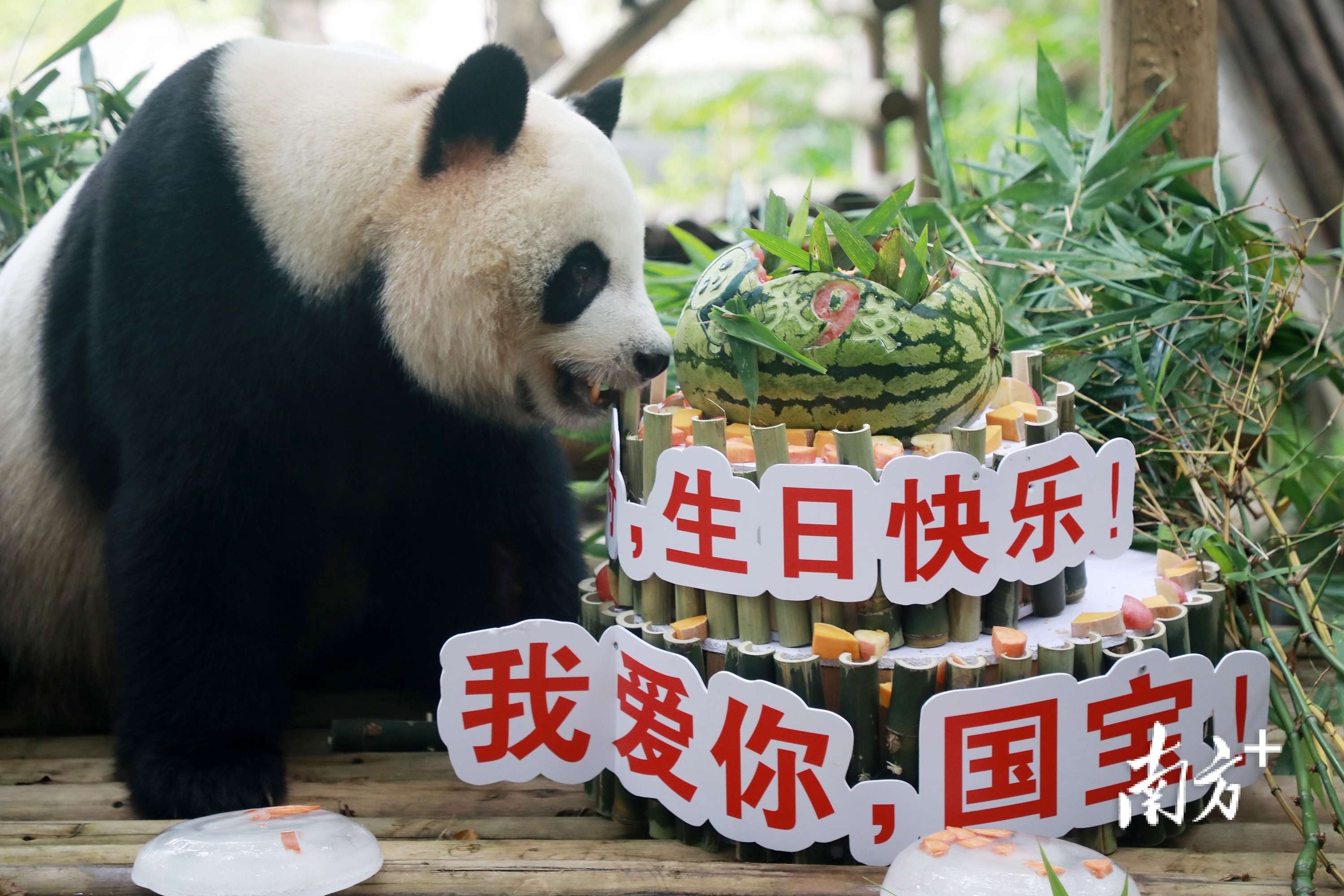 “园舟”9岁生日。