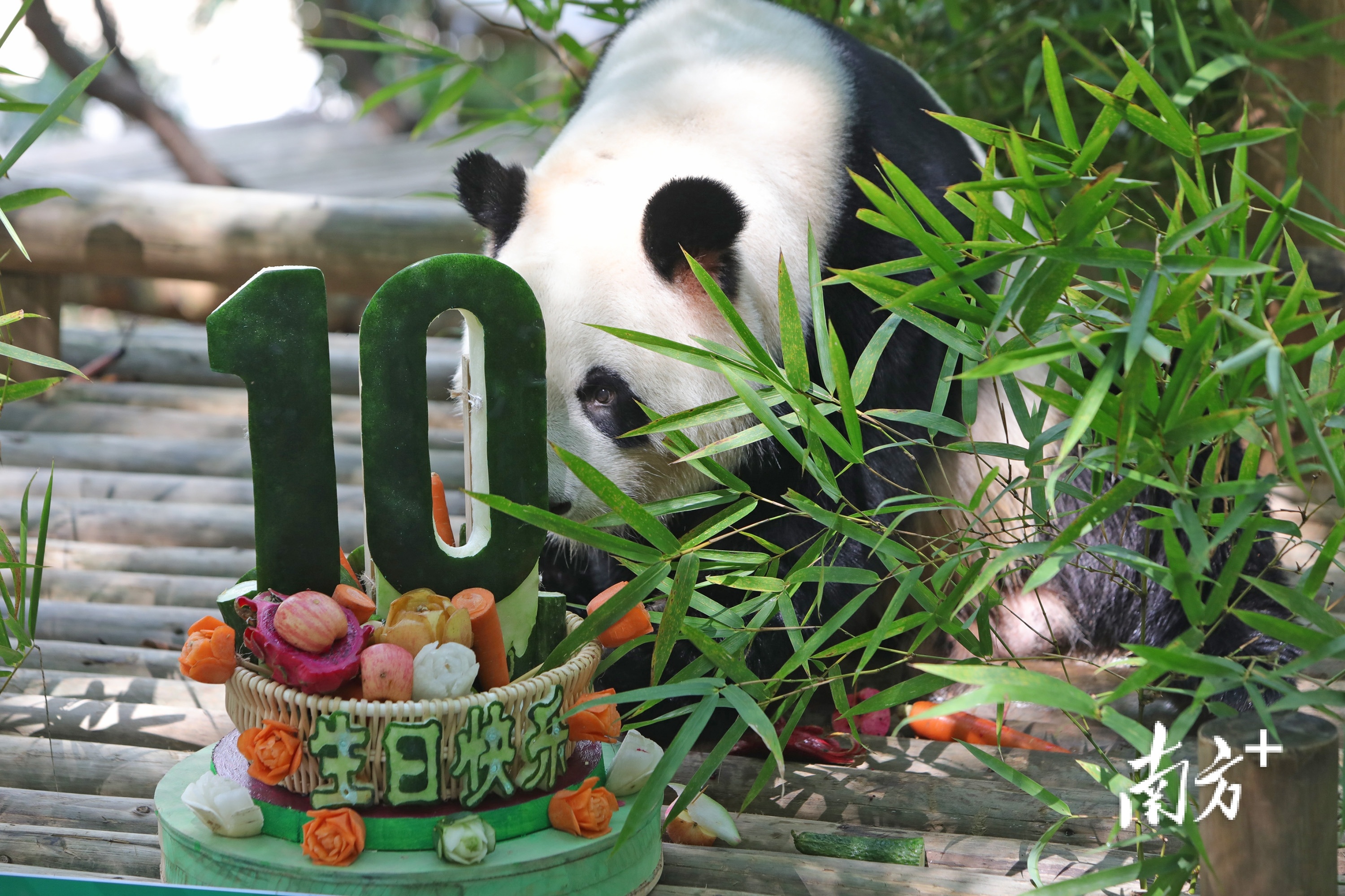 “园舟”10岁生日。