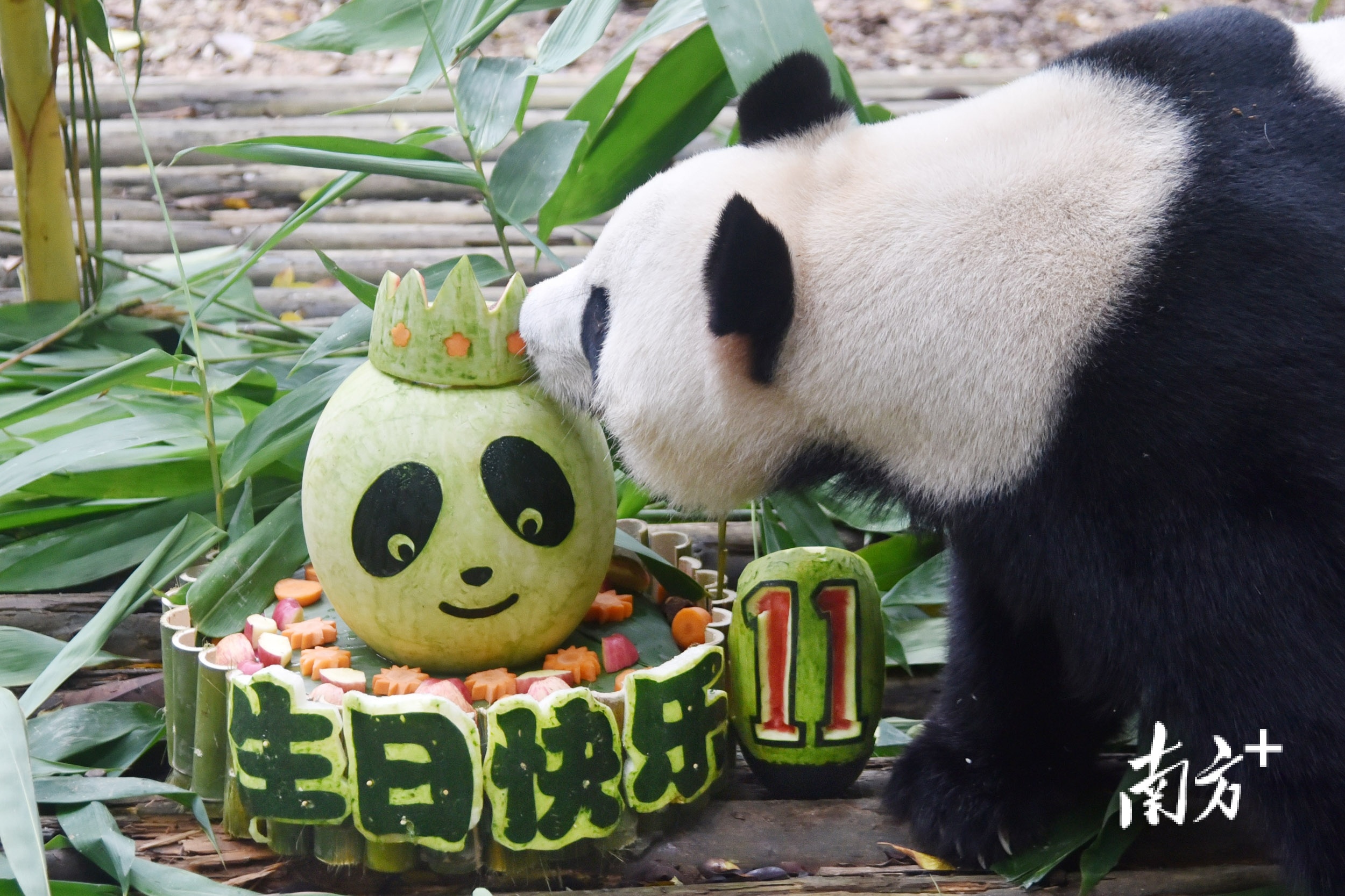 “园舟”11岁生日。