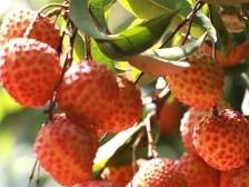 从化荔枝12221品牌营销推广系列活动