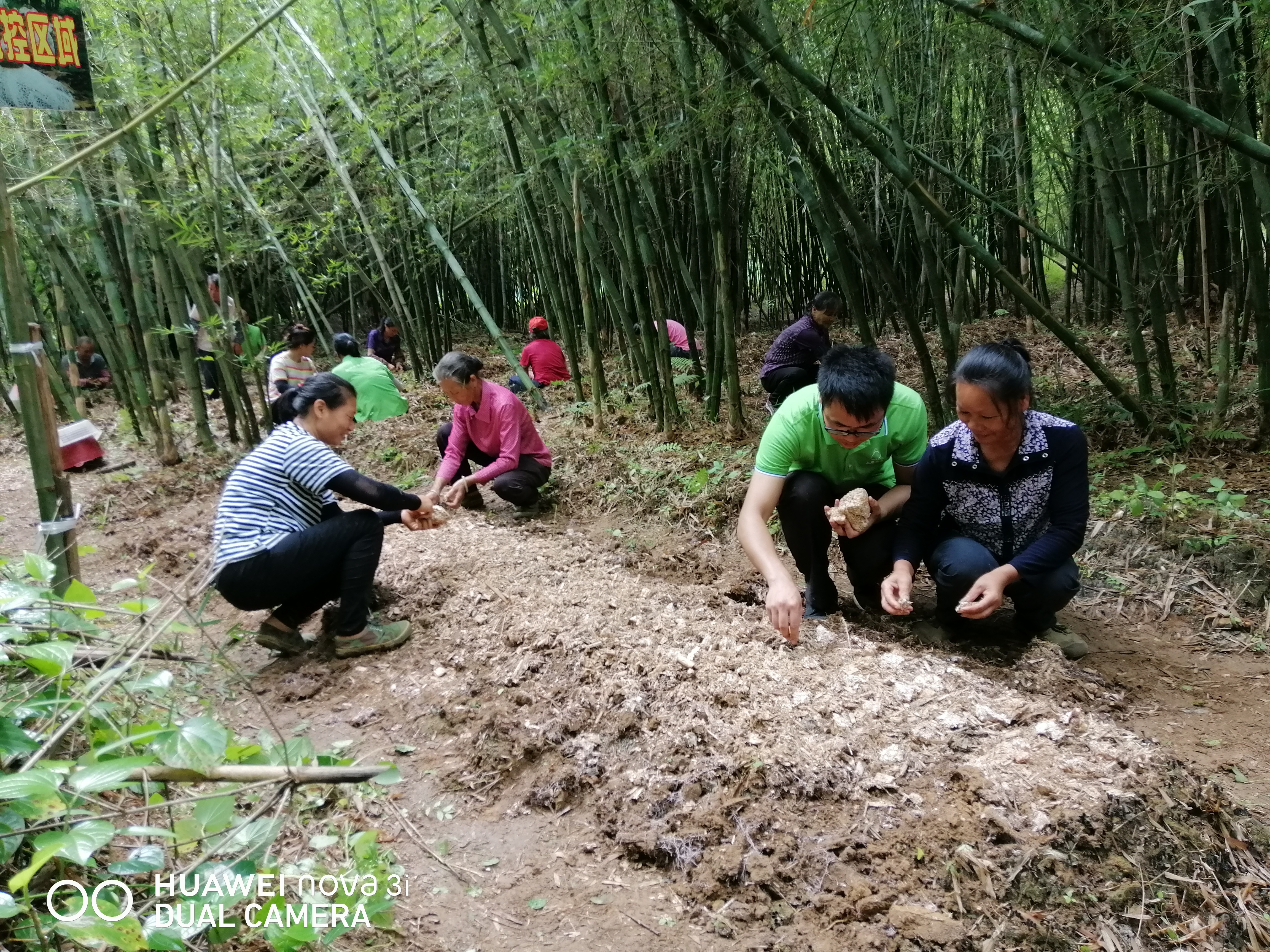 種植基地,該基地負責人陳嘉龍和員工們正在竹林裡俯身蹲下,忙著採摘新