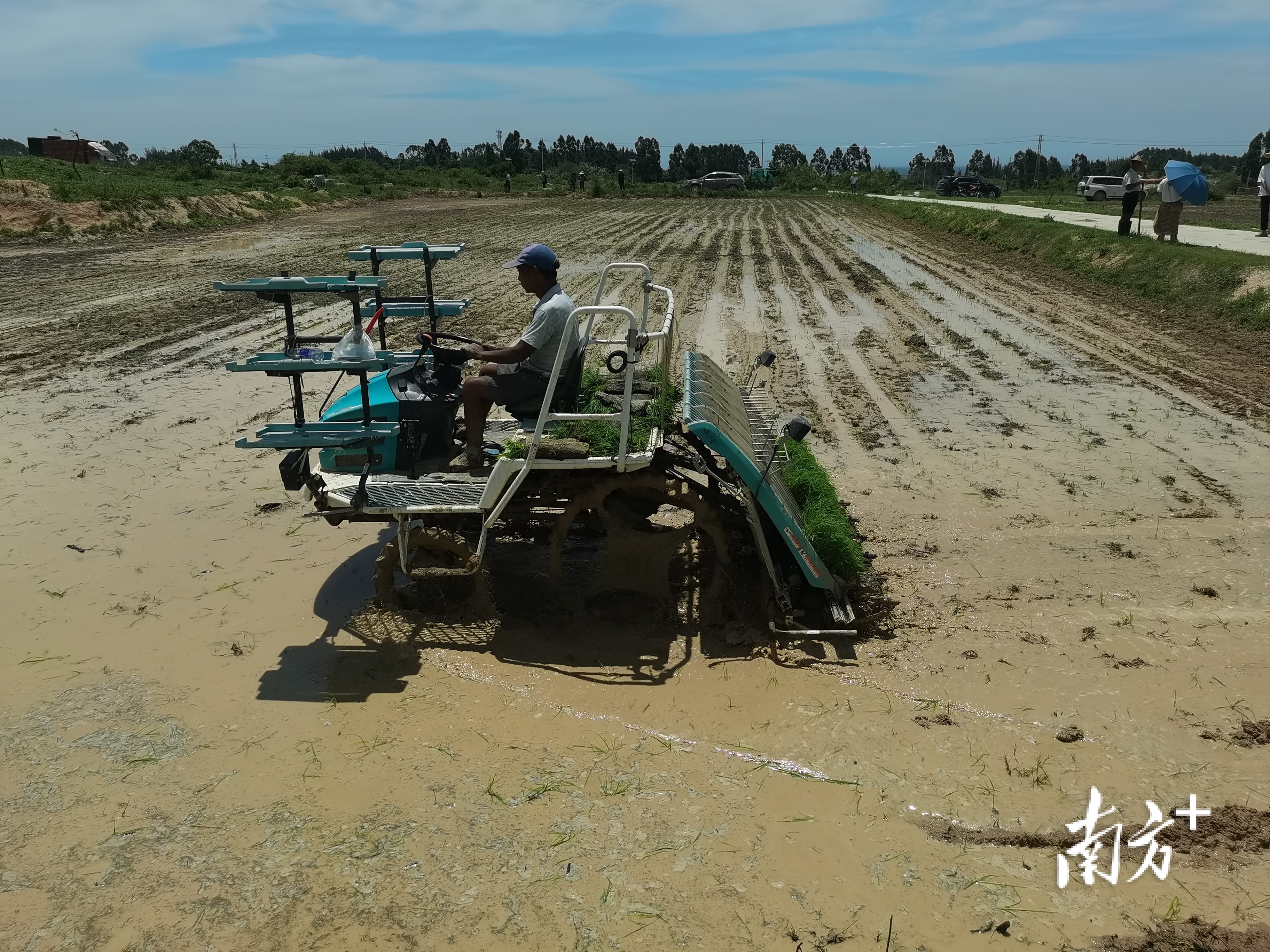 当地农户正在插秧。