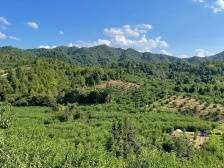 粤北九连山脉，它让山里人也有份“甜蜜事业”| 小家看小康