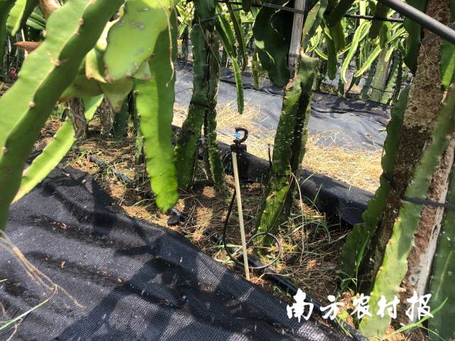 在火龙果种植基地内架设了喷灌管道，铺上了节水地膜