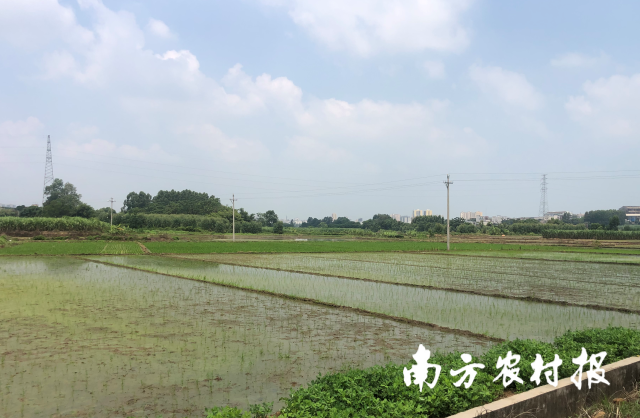 坎塘村土地平旷，纵横阡陌