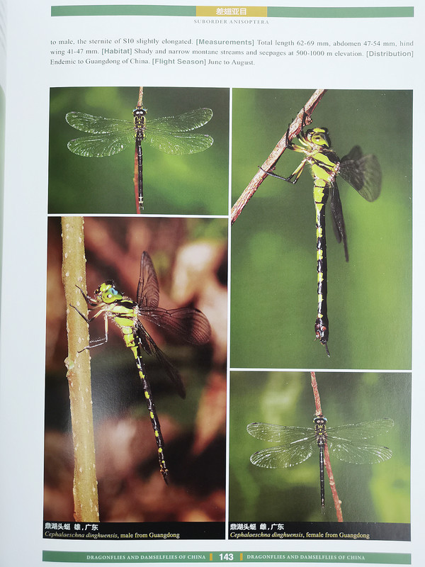 鼎湖头蜓 鼎湖头蜓