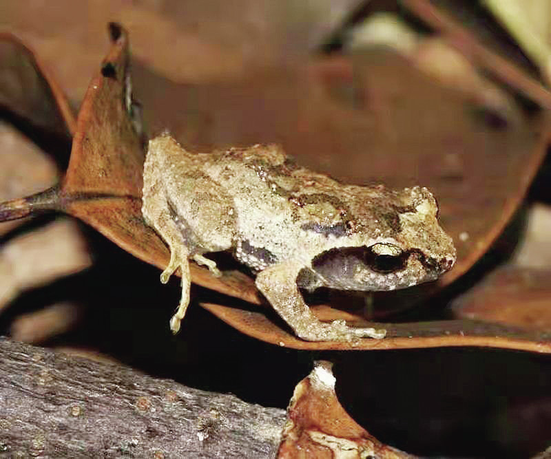 费氏刘树蛙 费氏刘树蛙