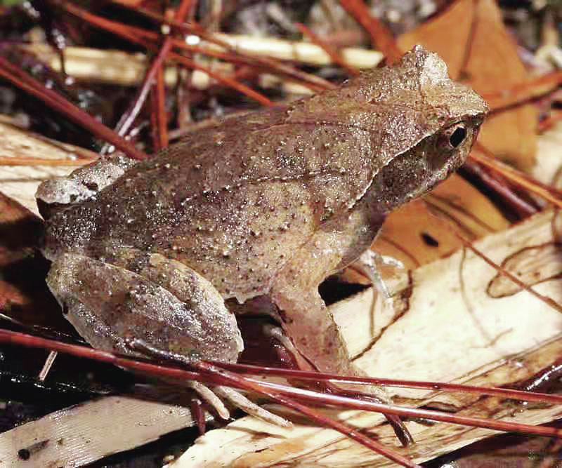 黑石顶角蟾 黑石顶角蟾