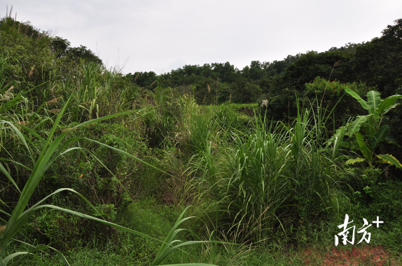 饶平塔仔金山墓葬群遗址。受访者供图