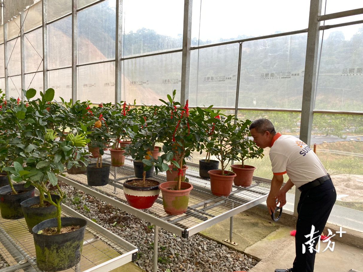 佛手果产业园区的大棚里，浙江金华佛手果已成片投产。