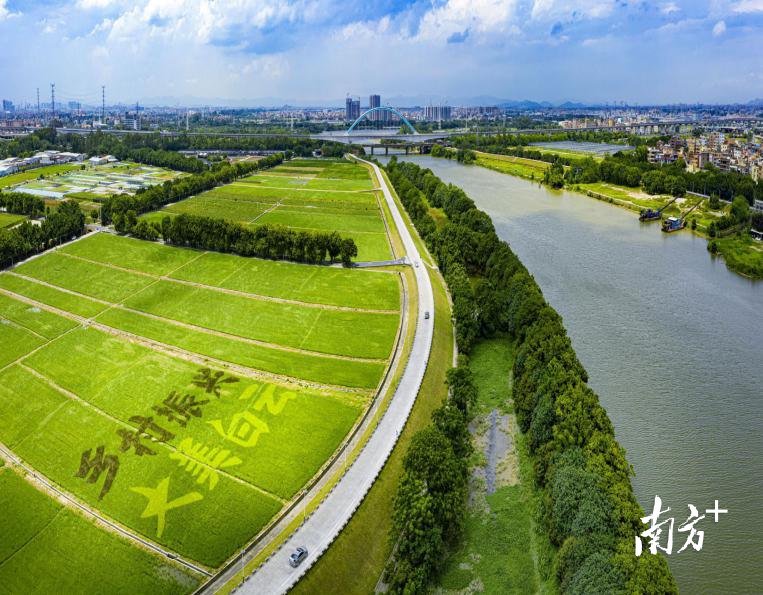 人和镇充分依托流溪河这一生态资源,将流溪湾丰华园,镇湖村网红水稻田