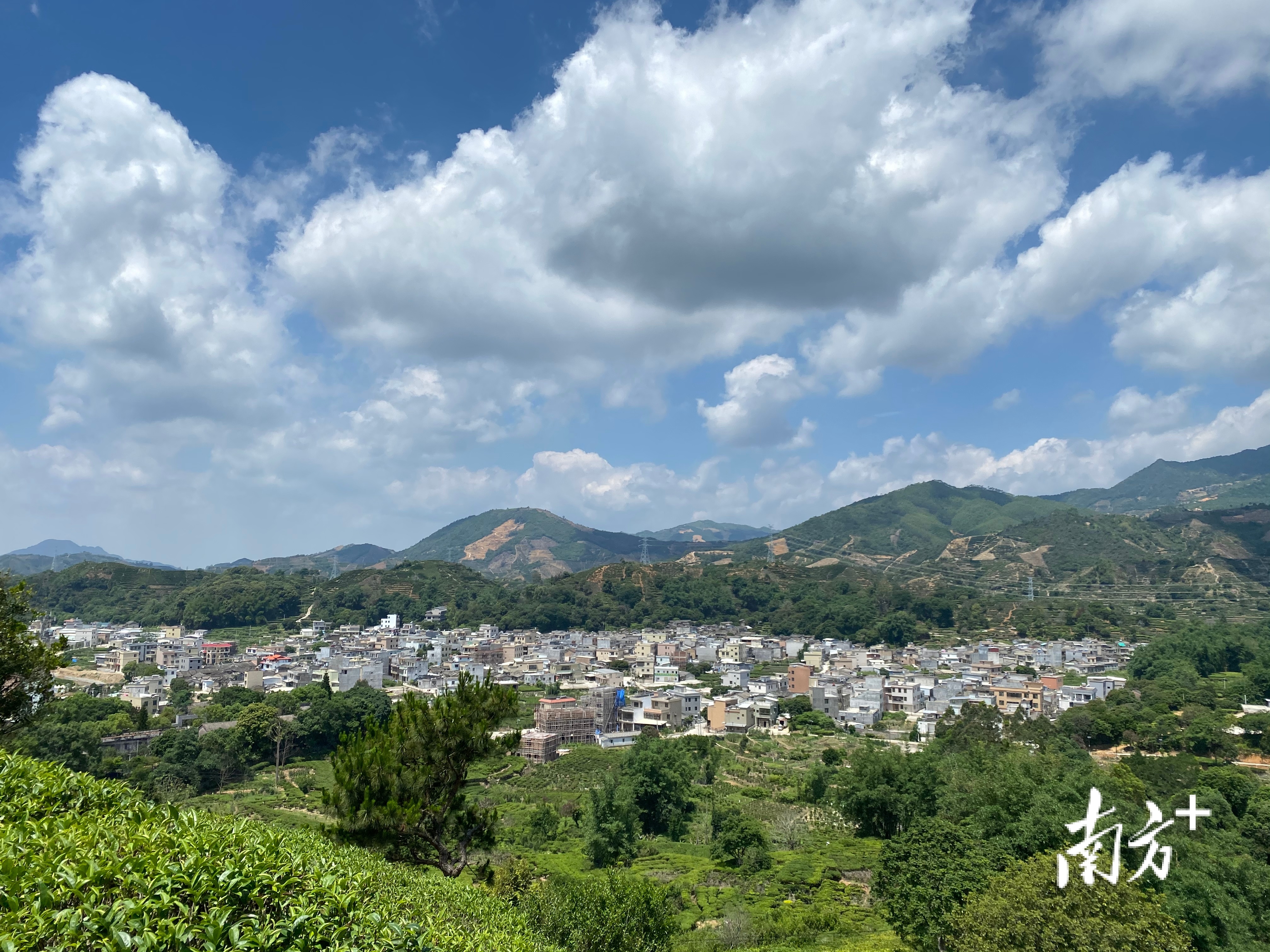 茶叶产业是浮滨镇主要农产业.