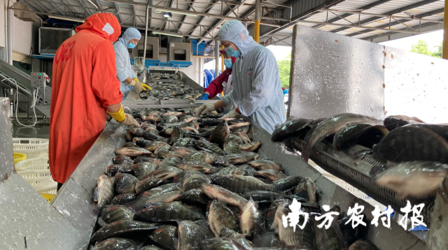 羅非魚  南方農(nóng)村報(bào) 蘇若晶 拍攝