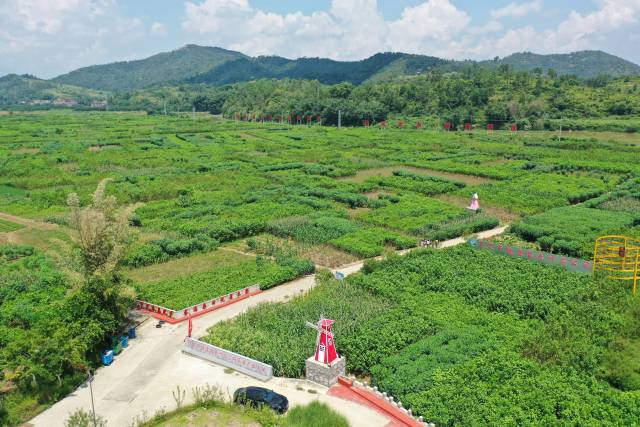 罗平镇泗盆村桑树种植基地在当地有“蚕海桑田”的美称。 南方+ 董天健 拍摄