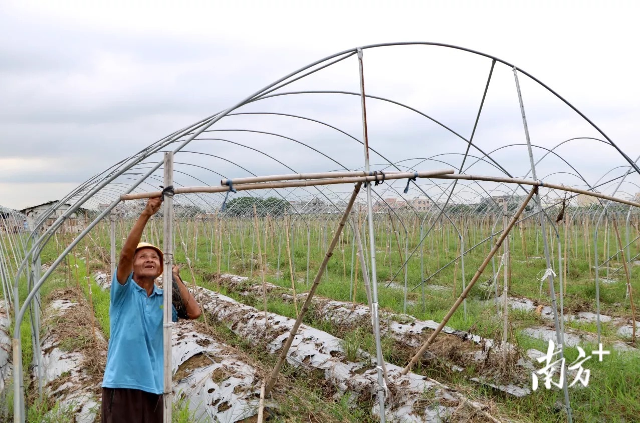 东凤镇东凤四村的大棚蔬菜种植基地里，工人正在抓紧拆除棚架，准备改良土壤。许钰敏 摄